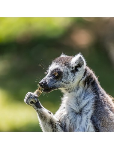 KASPER - Primate Leaf-eater