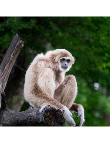 SAINT LAURENT - Alimento en polvo Primate (P)