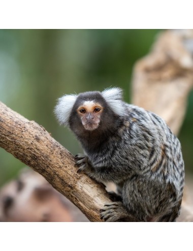 SAINT LAURENT - Petit Primate Nouveau Monde (E)