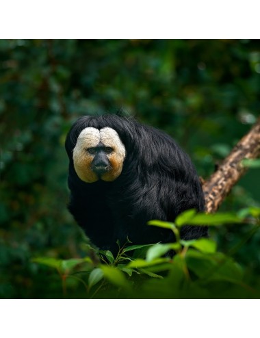 SAINT LAURENT - Primate Nuevo Mundo (E)