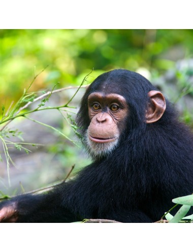 SAINT LAURENT - Old World Primate (E)