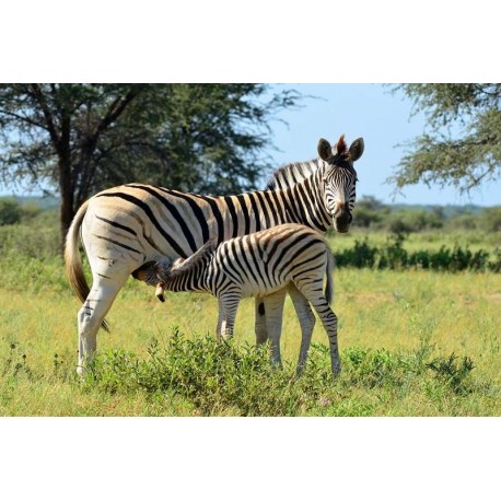 Granulés Antilope & Zebre