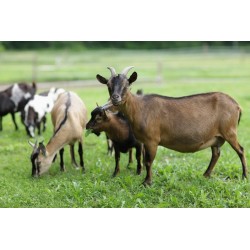 LUNDI - Granulés Chèvre & Mouton