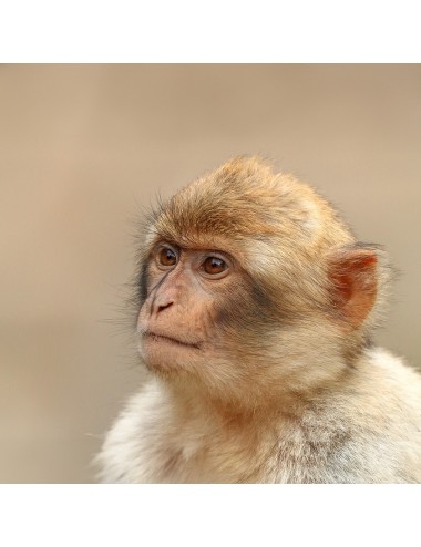MAZURI - Primate Browse Biscuit