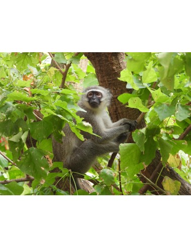 MAZURI - Primate LS Biscuit - Small