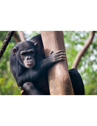 MAZURI - Primate LS Biscuit - Large