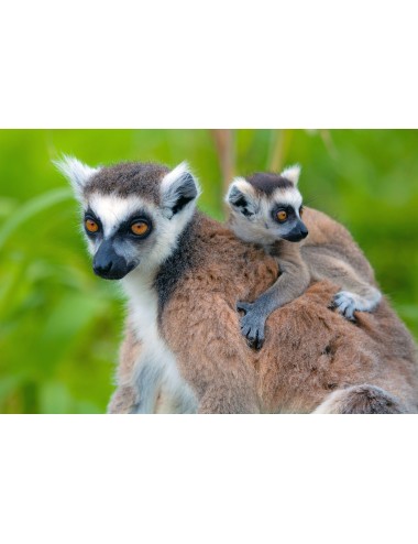 MAZURI - Leaf-eater Primate Diet - Mini-Biscuit