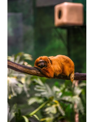 MAZURI - Leaf-eater Primate Diet - Biscuit