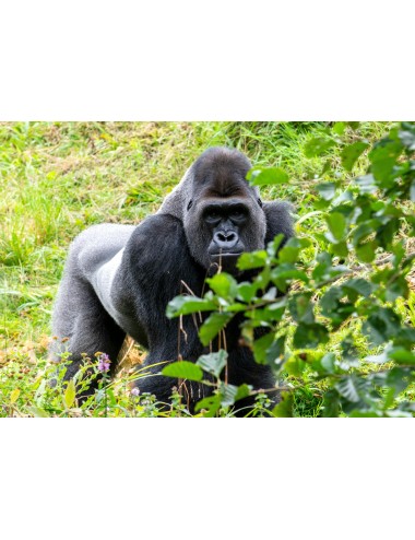 MAZURI - Primate Growth & Repro Biscuit