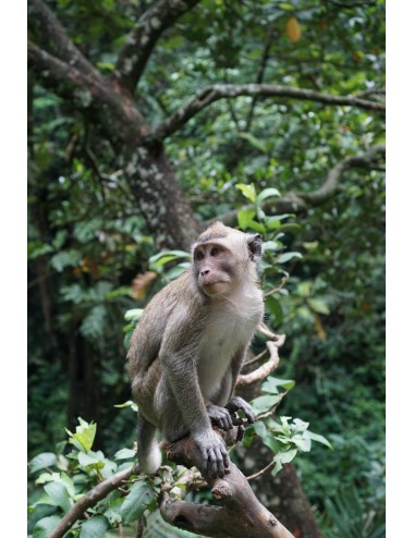 MAZURI - Primate Maintenance Biscuit