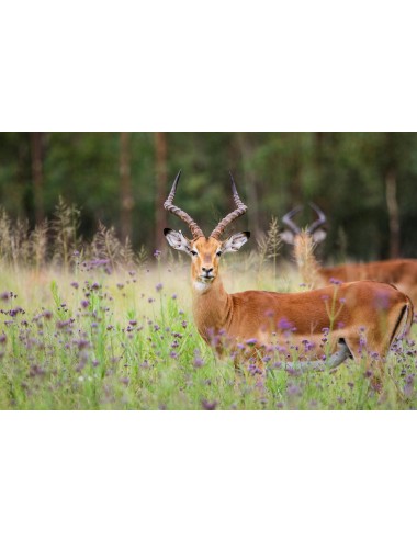 MAZURI - Wild Herbivore Hi-Fiber Diet