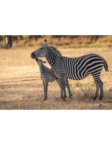 MAZURI - Zebra Pellets