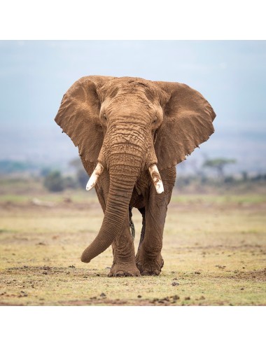 KASPER - Elephant pellets