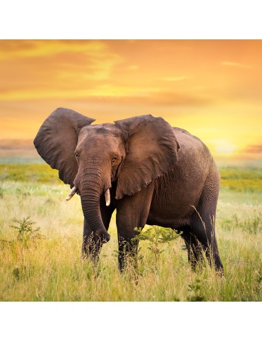MAZURI - Elephant Supplement