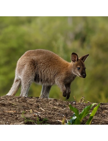 SAINT LAURENT - Kangaroo & Wallaby (E)