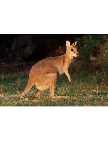 SAINT LAURENT - Kangourou & Wallaby (G)