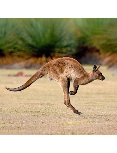 MAZURI - Macropod LS Diet
