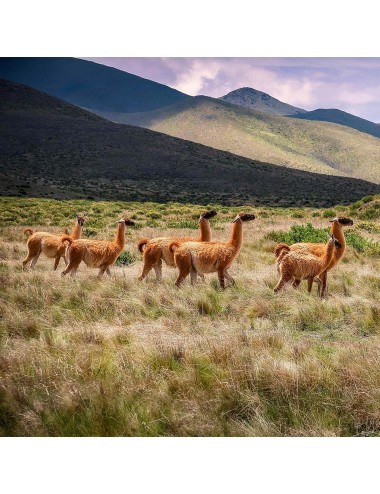 KASPER - Alpaca pellets