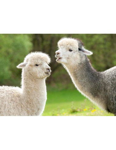 LUNDI - New World Camelid