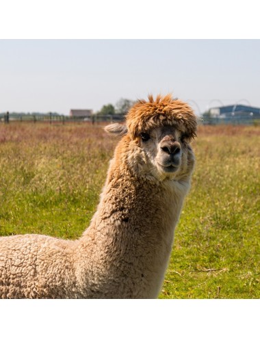 MAZURI - Alpaca Care