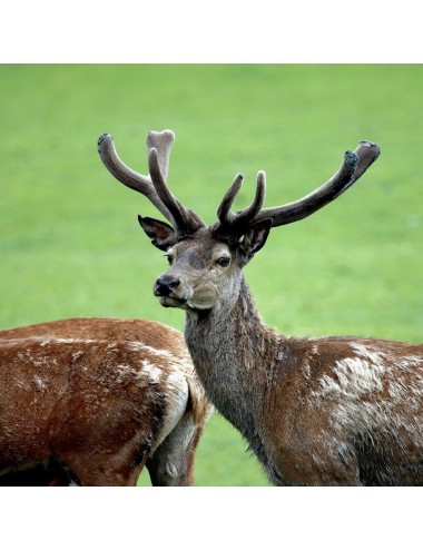 LUNDI - Roe Deer Pellets