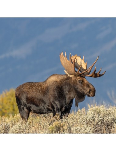 Elk Pellets