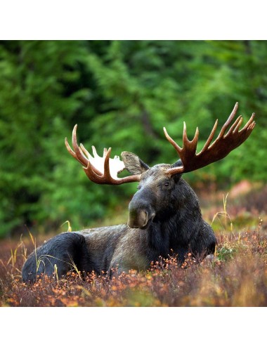 MAZURI - Moose Maintenance