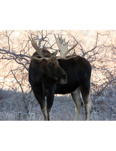 MAZURI - Moose Breeder