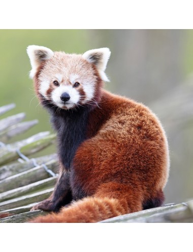 SAINT LAURENT - Red Panda Powder (Po)