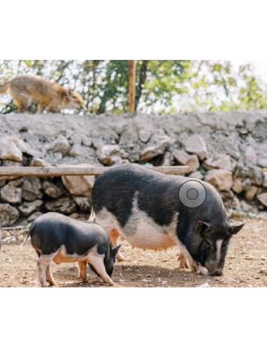 KASPER - Free Rang Pig Feed