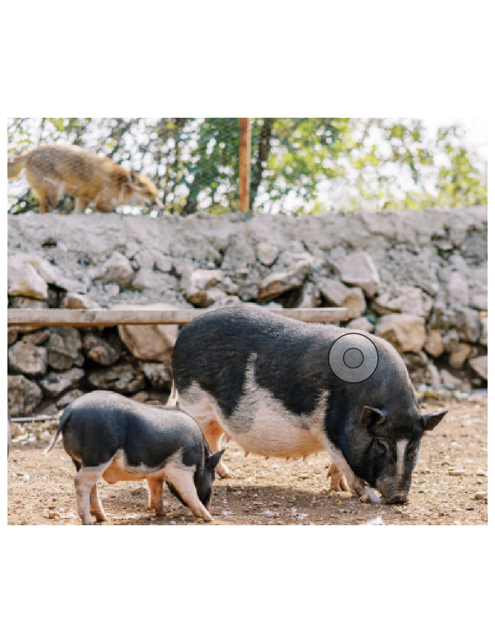 KASPER - Free Rang Pig Feed