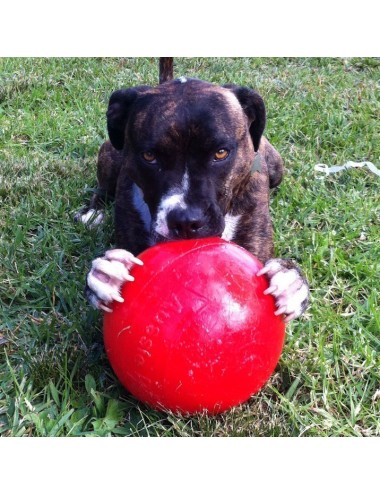 AUSSIE DOG - BEB1 Balle Enduro - Medium