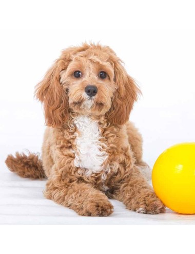 AUSSIE DOG - BTB3 Tucker Ball - Small