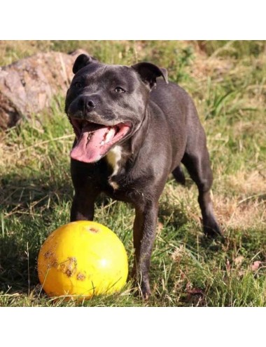 AUSSIE DOG - BTB2 Balle Tucker Large
