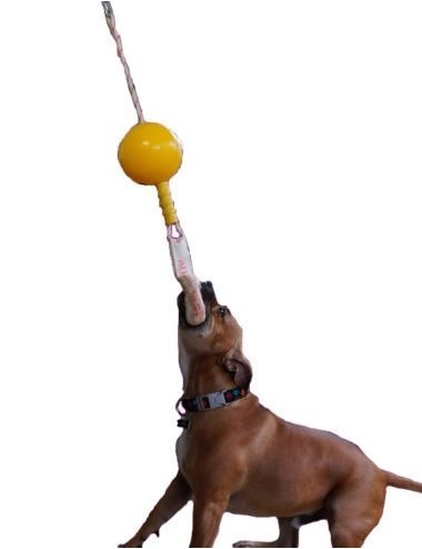 AUSSIE DOG - HA2 Home Alone - Medium