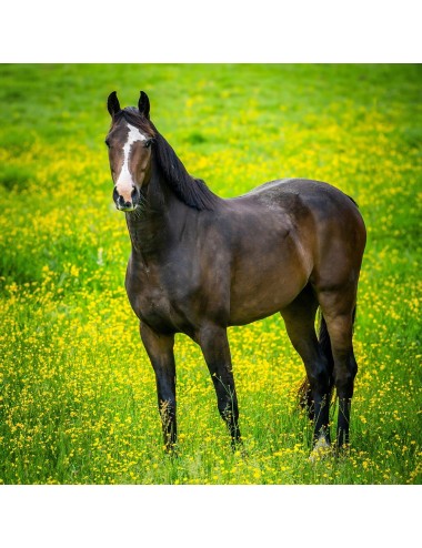 JMB - Cheval Authentique Fibre