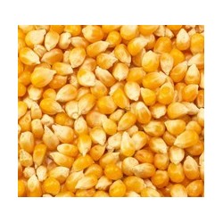 Maize (corn) (forage)