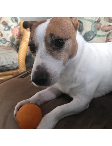 AUSSIE DOG - BB-05 Balle Buddy Small