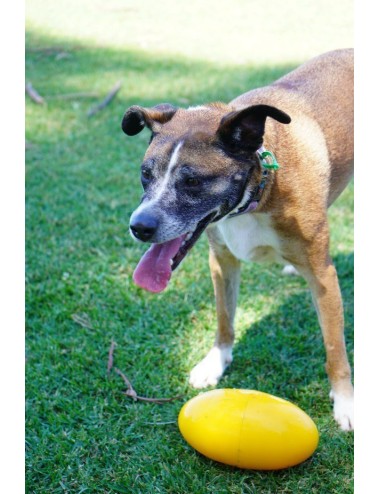 AUSSIE DOG - BFF1 Footy Feeder Small