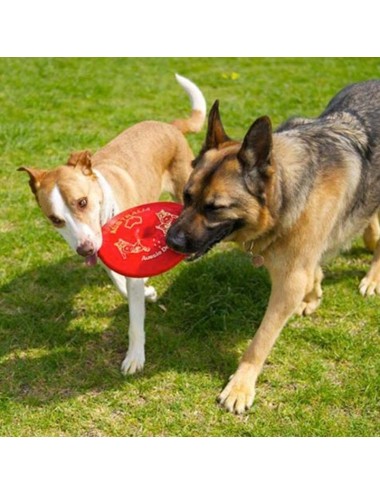 AUSSIE DOG - DHD Fly it (Red)