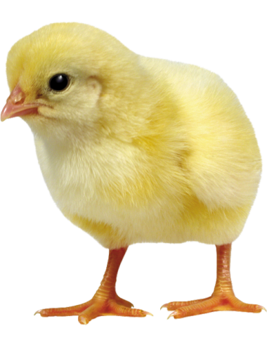 Poussin d'un jour - 10 kg | Saint Laurent