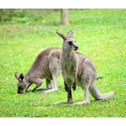Granulés Kangourou et Wallaby