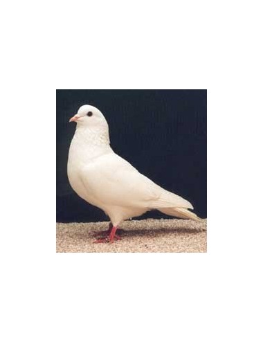 Pigeon adulte entre 400 et 800 g - 15 kg | Saint Laurent