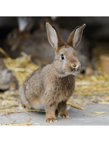 JMB - Lapin Nature