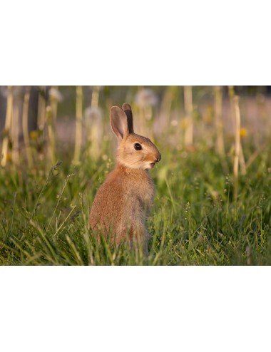 JMB - Lapin Extra