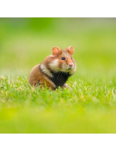 VERSELE - Crispy Guinea Pigs Breeder