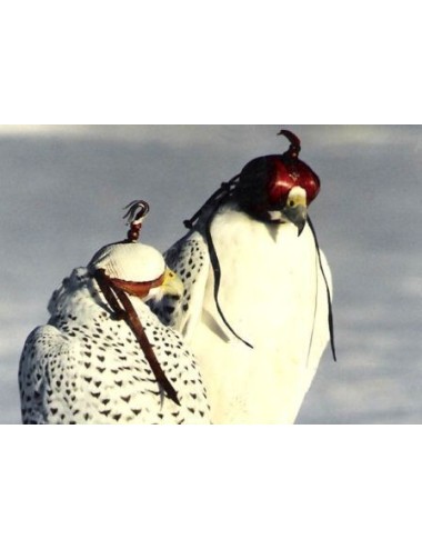 chaperon animal pour faucons, vautours, aigles et petits rapaces