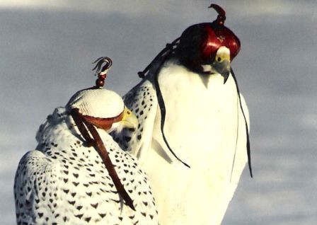 chaperon animal pour faucons, vautours, aigles et petits rapaces