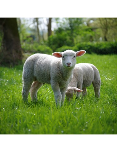 MAZURI - Sheep Locu