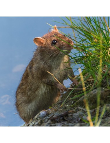 MAZURI - Rat & Mouse diet - 11,33 kg